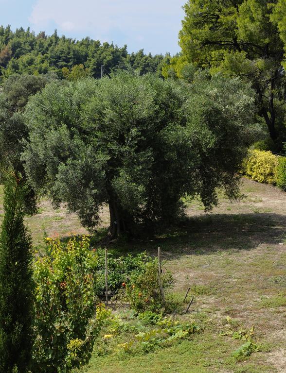 Olivos Villa Sani Sani  Room photo